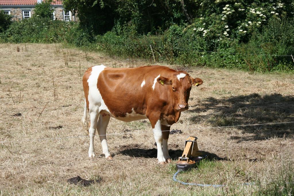セント・マーチン / シント・マールテン Le Douit Farm Self Cateringヴィラ エクステリア 写真